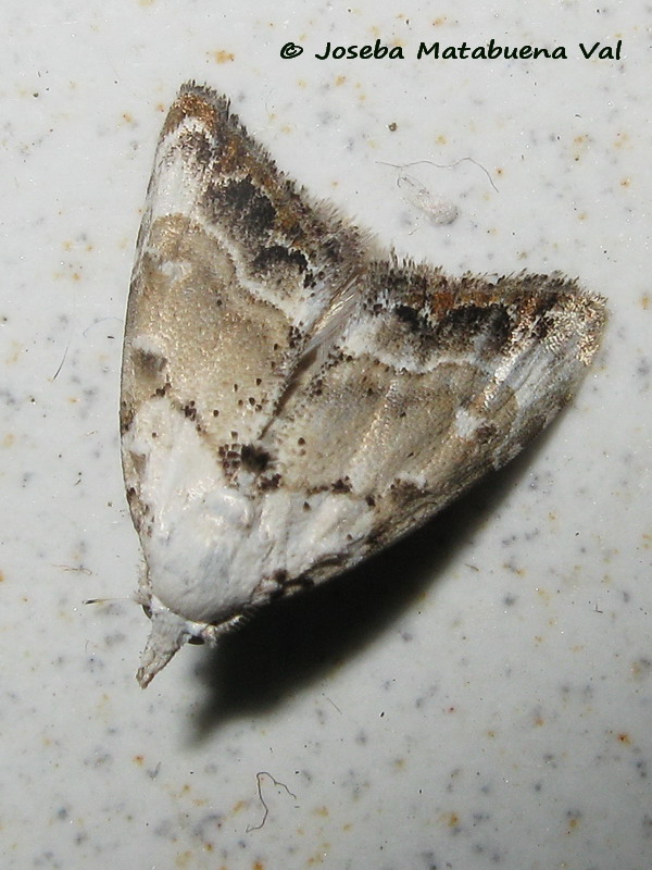 Nola chlamitulalis - No, Nola infantula, Nolidae